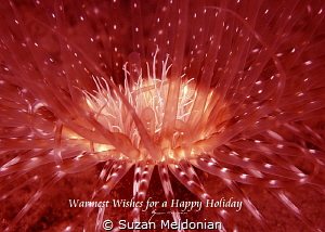 Happy holidays, anemone shot with red filter, and back li... by Suzan Meldonian 
